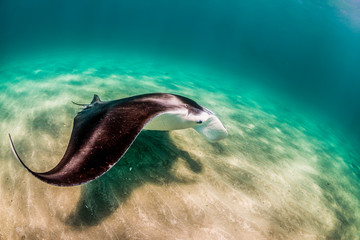Manta Ray swimming in the wild in clear turquoise water