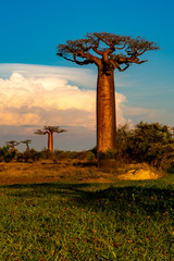 Beautiful Baobab trees at sunset at the avenue of the baobabs in Madagascar