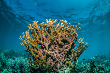 Fototapeta na wymiar Pristine and colorful coral reef in crystal clear blue water