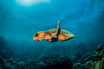 Fototapeta na wymiar Green sea turtle swimming freely in the wild among colorful coral reef