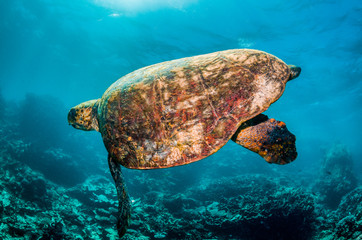 Green sea turtle swimming freely in the wild among colorful coral reef