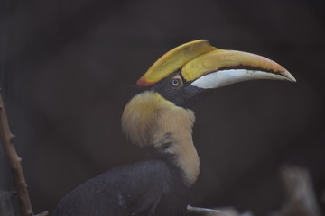 yellow billed hornbill