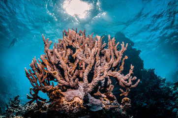 Fototapeta na wymiar Pristine and colorful coral reef in crystal clear blue water