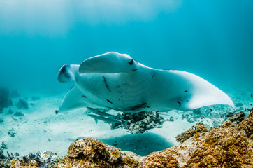 Manta Ray swimming in the wild in clear turquoise water