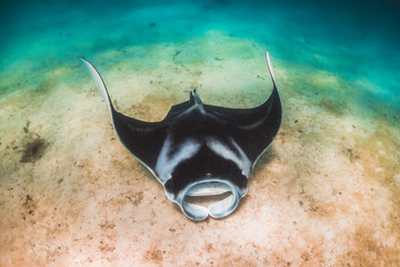 Manta Ray swimming in the wild in clear turquoise water