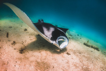 Manta Ray swimming in the wild in clear turquoise water