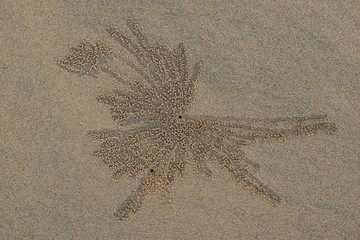 Pattern on sand crab house