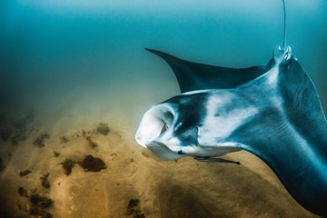 Manta Ray swimming in the wild in clear turquoise water
