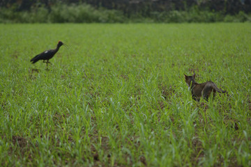 Indian domestic cat hunting big black stork bird