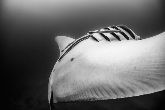 Black and white underwater image of a manta ray swimming in the wild