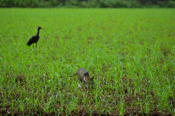 Indian domestic cat hunting big black stork bird