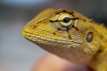 close up of a lizard