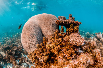 Colorful coral reef in shallow clear water
