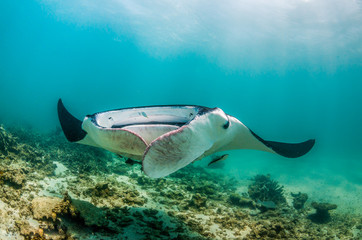 Manta ray swimming in the wild in clear turquoise water