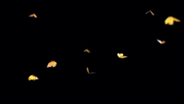 Animation Colorful butterflies flying on black background.