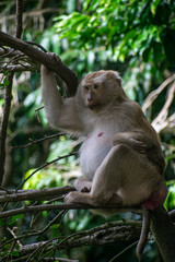 Naklejka na ściany i meble Short tail macaque thailand