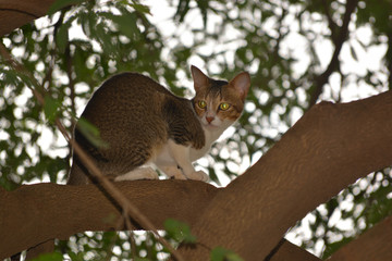 Indian domestic cat sitting hunting on a tamarind tree branch 