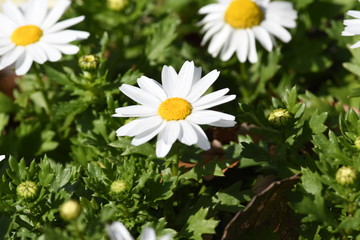 春の花壇の花