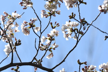 青空と桜