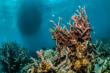 Colorful coral reef in shallow clear water