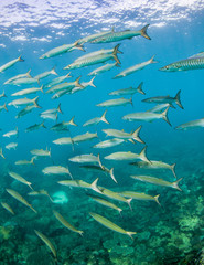 Schooling pelagic fish in clear blue water