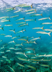 Schooling pelagic fish in clear blue water