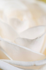 Rose flower fragment macro