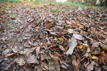 Background of colorful autumn leaves on forest floor . Abstract autumn leaves in autumn suitable as background . Autumn leaves on a meadow . Yellow leaves on the floor .