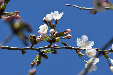 満開の桜の花