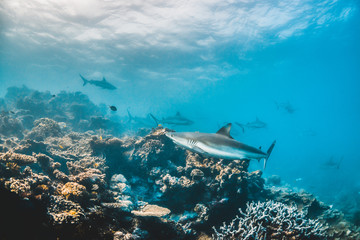 Grey reef shark swimming among coral reef in the wild