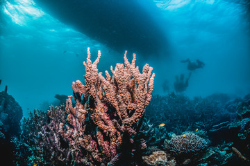 Fototapeta na wymiar Scuba divers swimming around a colorful coral reef