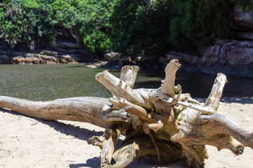 dead tree on the beach