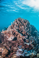 Colorful coral reef in crystal clear blue ocean