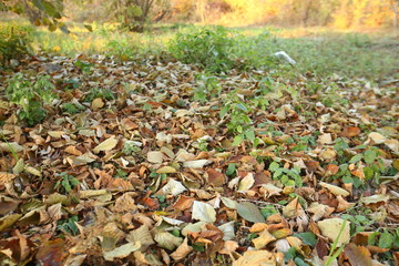 Background of colorful autumn leaves on forest floor . Abstract autumn leaves in autumn suitable as background . Autumn leaves on a meadow . Yellow leaves on the floor .