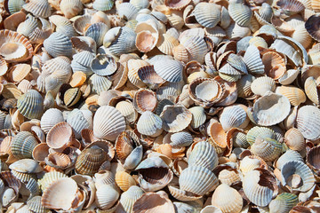 Shell background. Colorful shells on  sand beach. Space for text.