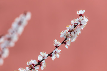 Large white flowers of apricot tree on a pink background. Bright spring flowers on a tree branch. Warm spring. Sunny day.
