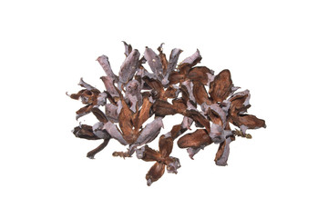 thuja seeds isolated on white background