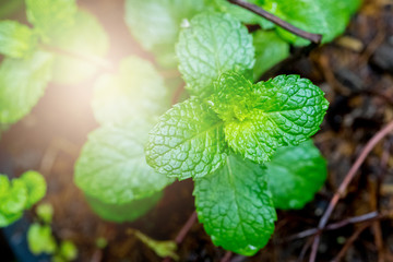 Fresh green peppermint leaves plant with nature
