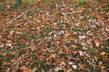 Background of colorful autumn leaves on forest floor . Abstract autumn leaves in autumn suitable as background . Autumn leaves on a meadow . Yellow leaves on the floor .