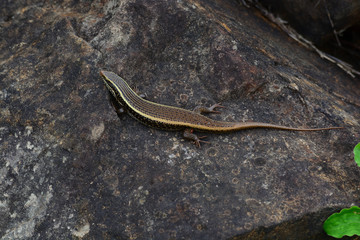 Indian skink reptile resting on a rock Wildlife nature