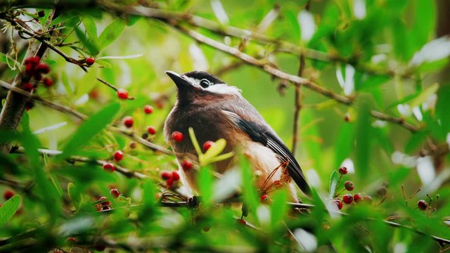 Taiwan sibia standing on the twig and eating fruits