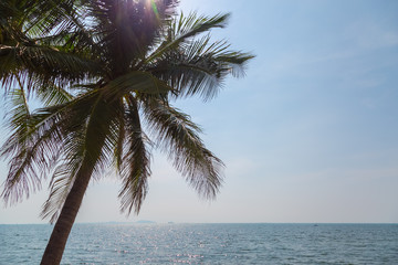 Fototapeta premium Coconut, sky and sea in sunny day on vacation holiday
