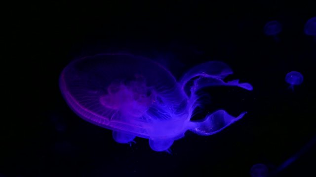 Colorful jellyfishes bloom colony swimming from left to right