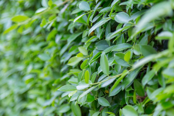 Green Leaves nature background