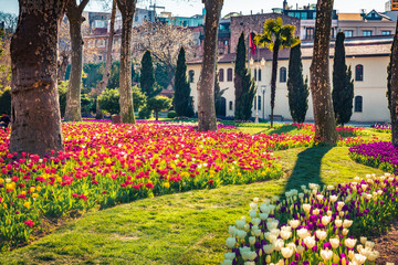 Blooming tulip flowers in the Gulhane (Rosehouse) park, Istanbul. Wonderful outdoor scenery in...
