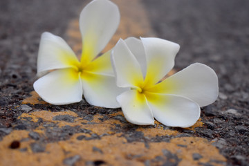 Fototapeta na wymiar Close-up of white and yellow flower of Plumeria or Frangipani on road with blurred Background