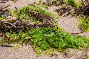 A close-up of beached seaweed on Bali Island