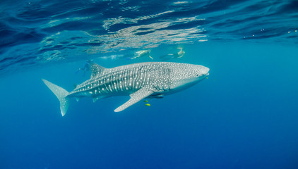 Fototapeta premium Whale shark swimming in the wild, with snorkelers swimming alongside