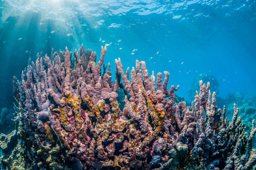 Naklejka na ściany i meble Colorful coral reef in crystal clear blue ocean