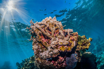 Fototapeta na wymiar Colorful coral reef in crystal clear blue ocean